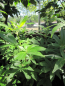 Preview: Vitex agnus castus latifolia 2